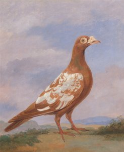 Pigeon voyageur rouge pie - Dean Wolstenholme